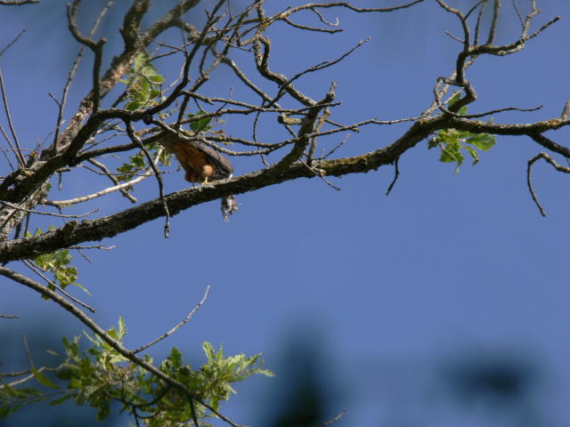 P1020396b.jpg