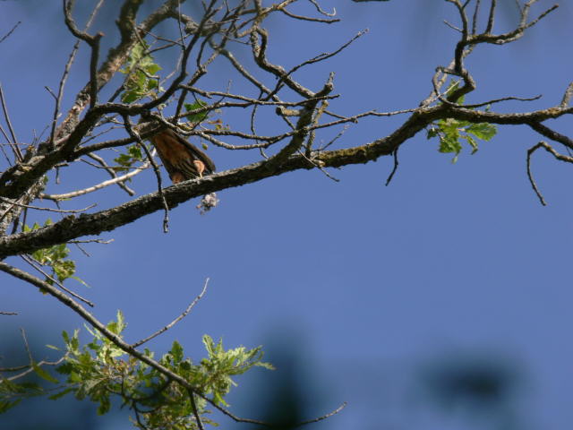 P1020398c.jpg