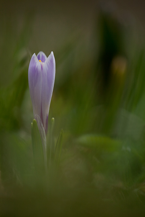 IMG_0261Crocus720.jpg