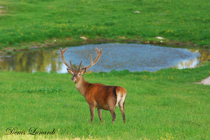 DSC_0065 copia.jpg