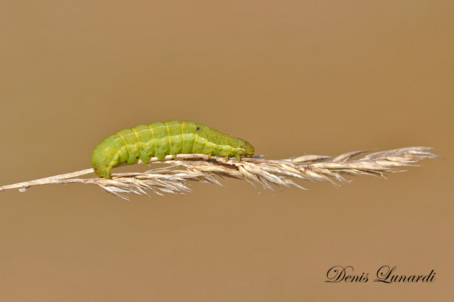 DSC_4923.jpg