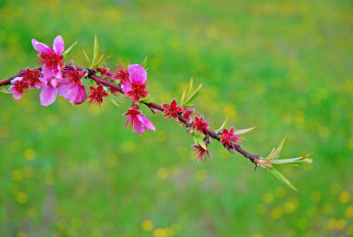 fiori di pesco 2.jpg