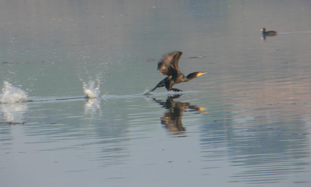P1020353a.jpg