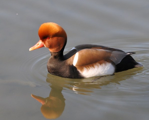 DSC_1117.JPG
