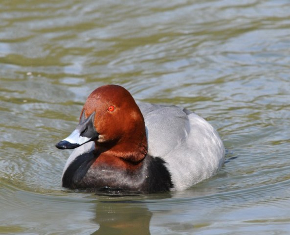 DSC_1661.JPG