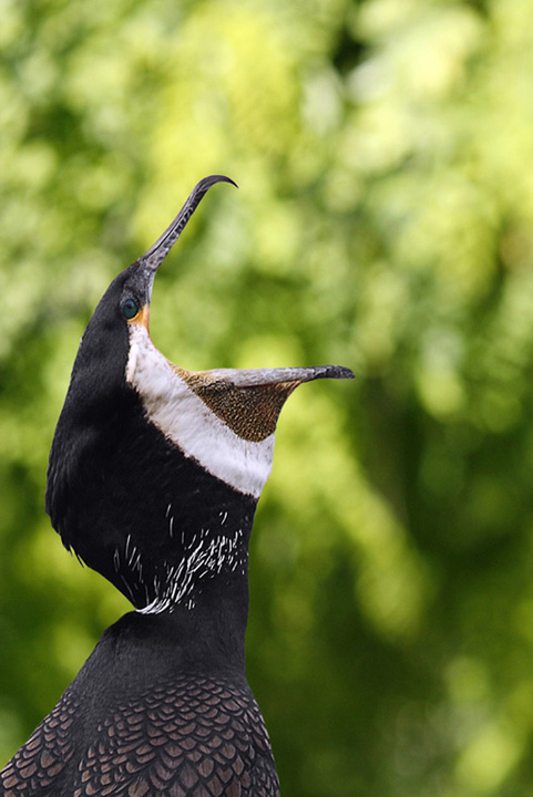 Cormorano3.jpg