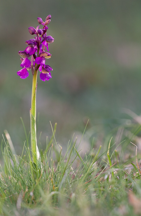 IMG_0617Orchis_morio720.jpg