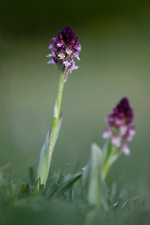 IMG_0691Orchis_ustulata720.jpg