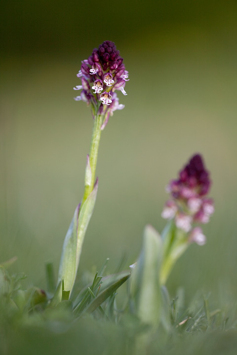 IMG_0691Orchis_ustulata720.jpg