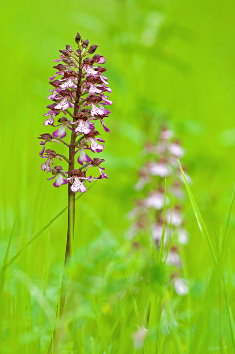 purpurea 3.jpg