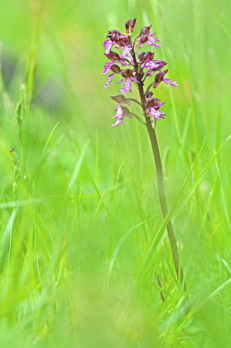 purpurea 5bis.jpg