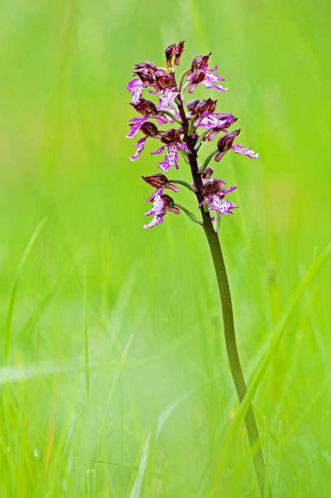 purpurea 4.jpg