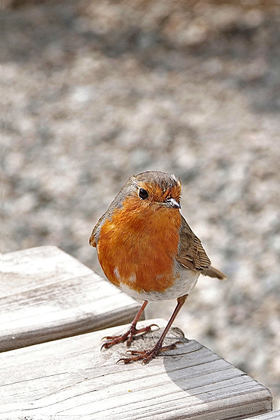 robin 1.jpg