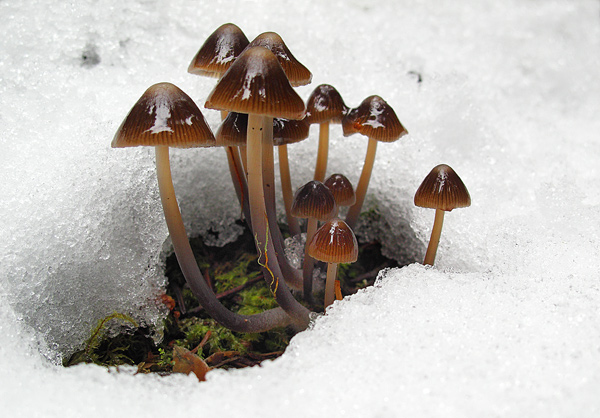 Collybia-esculenta-.jpg