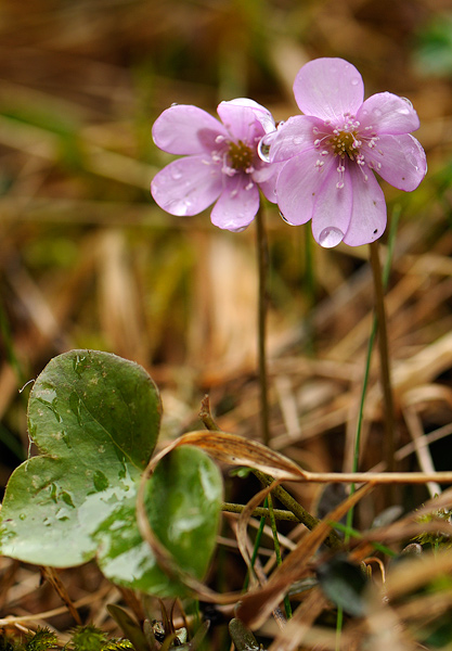Hepatica nobilis_vers. rosa .jpg