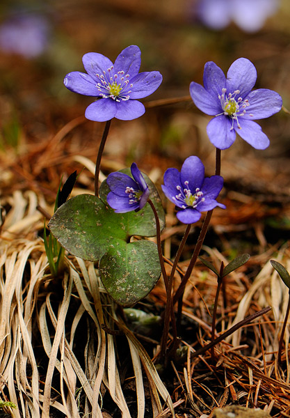 Hepatica nobilis_vers.comune  .jpg