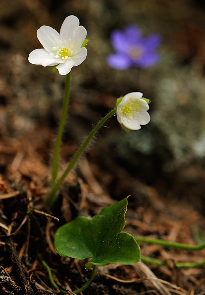 Hepatica nobilis-vers.bianca.jpg