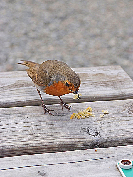 robin 2.jpg