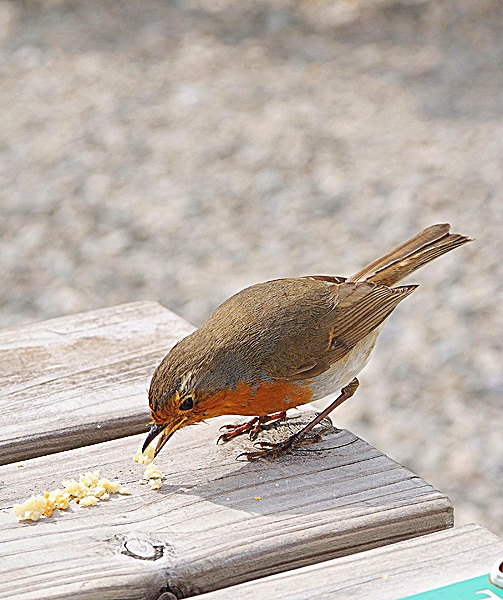 robin 3.jpg