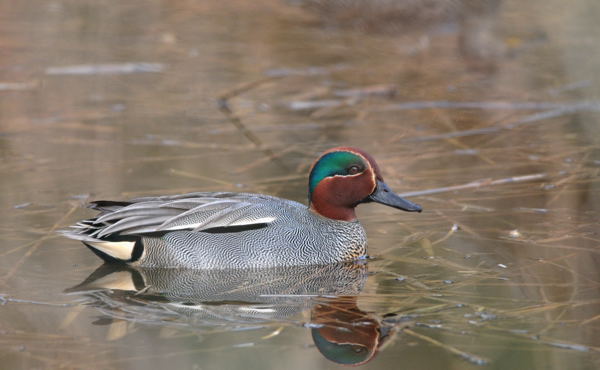 DSC_1003.JPG