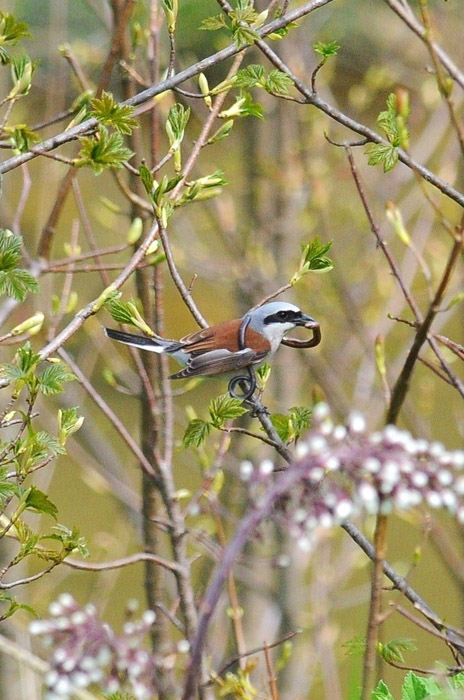 DSC_6612.JPG