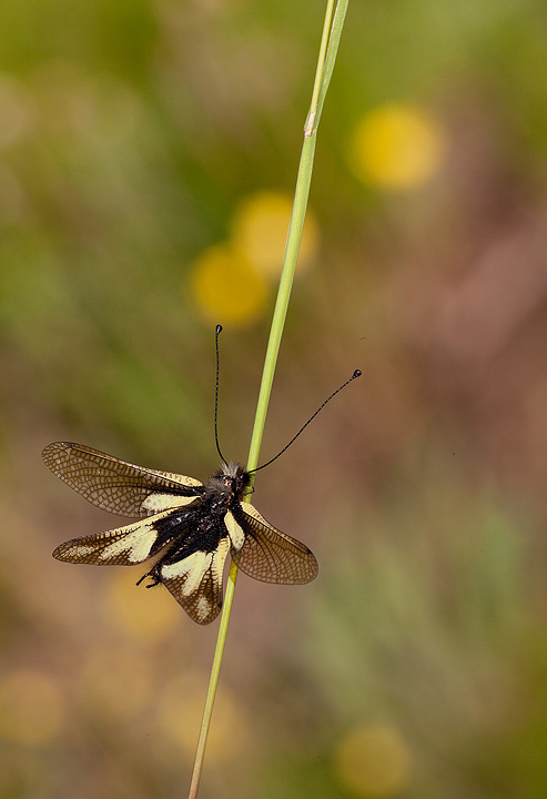 IMG_1460Libelloides coccajus720.jpg