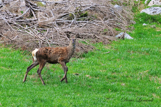 DSC_6912 copia.jpg
