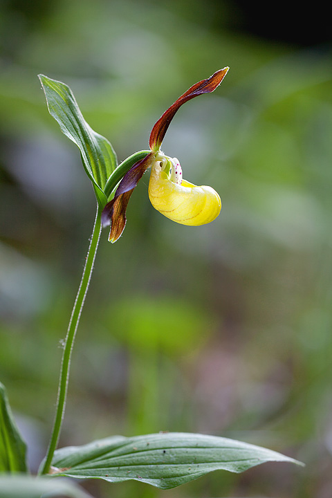 IMG_1622Cypripedium_calceolus720.jpg