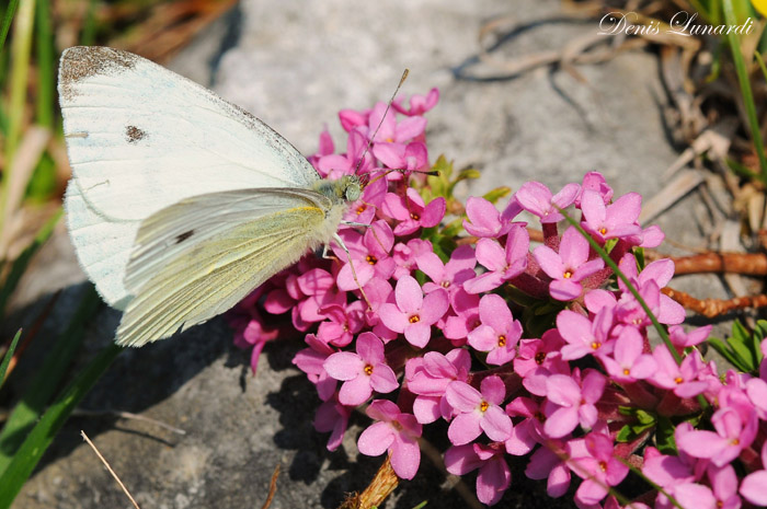 DSC_8125 copia.jpg