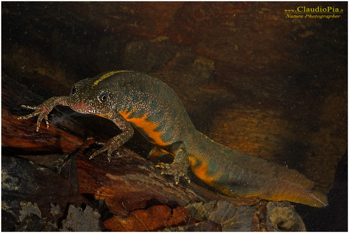 Triturus carnifex F.jpg