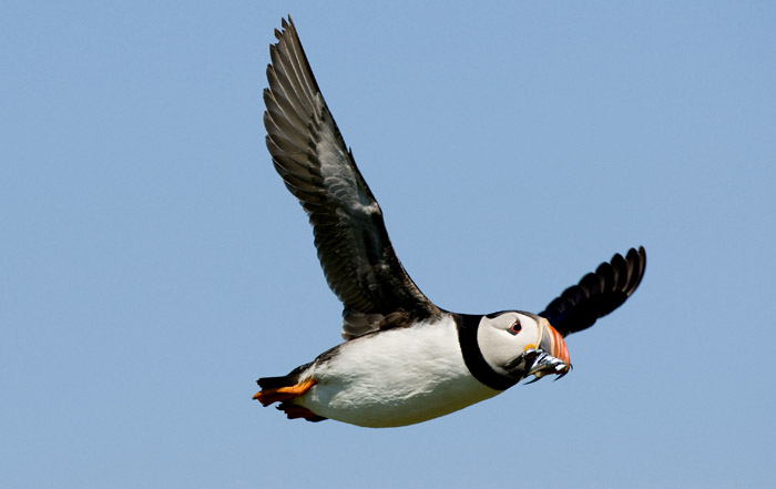 puffinvolo 17.jpg