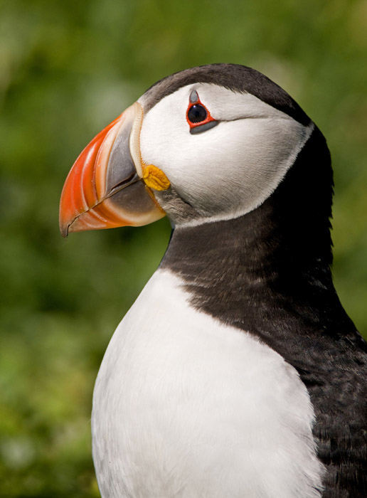 puffin 1.jpg