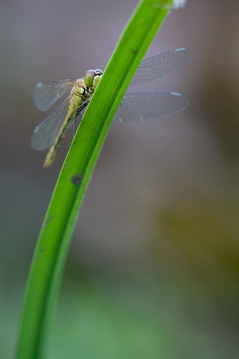 IMG_2057Sympetrum_vulgatum720.jpg