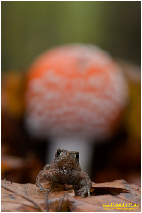 Amanita muscaria (5).jpg