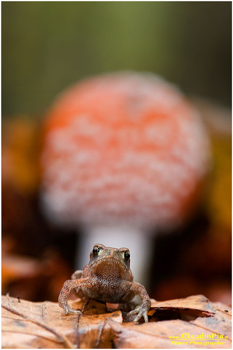 Amanita muscaria (5).jpg