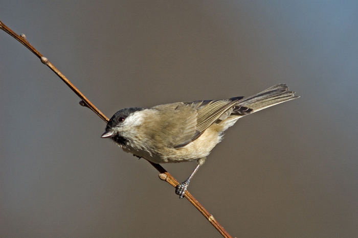 bigia 1.jpg