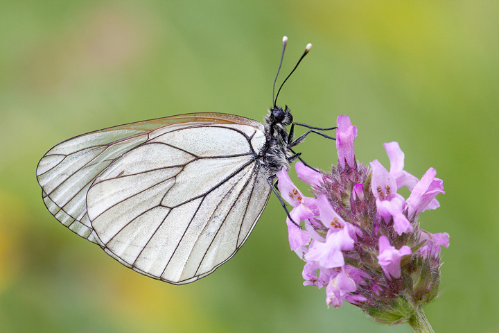 IMG_2241Aporia crataegi720.jpg