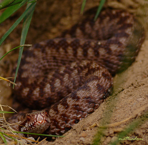 Vipera berus.jpg