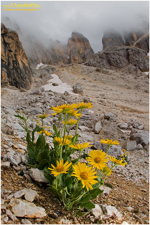 Doronicum grandiflorum.jpg