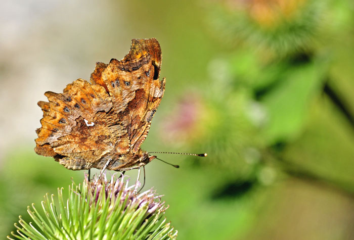 polygonia c album.jpg