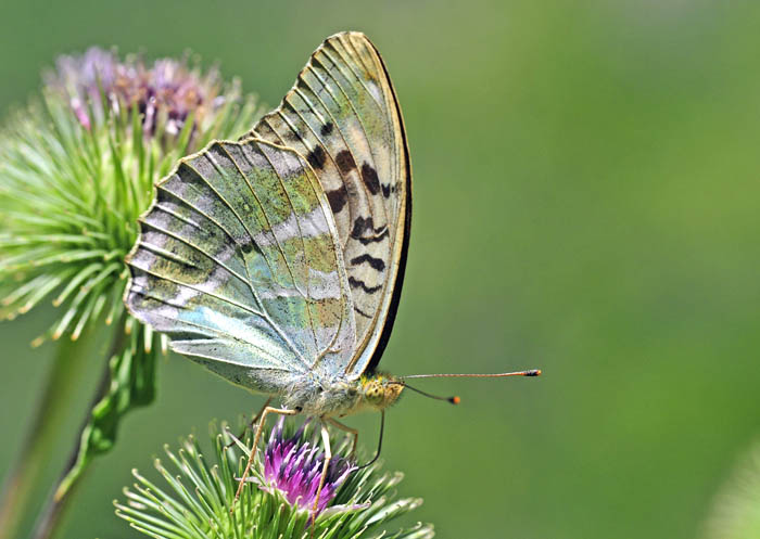 argynnis paphia.jpg