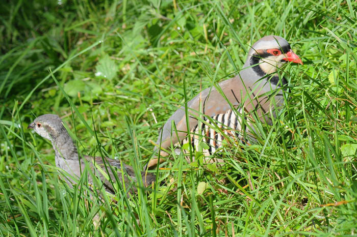 DSC_1162.JPG