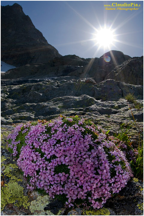 Alpi Marittime sotto lago di Nasta 16 07 2009  Silene acaulis.jpg