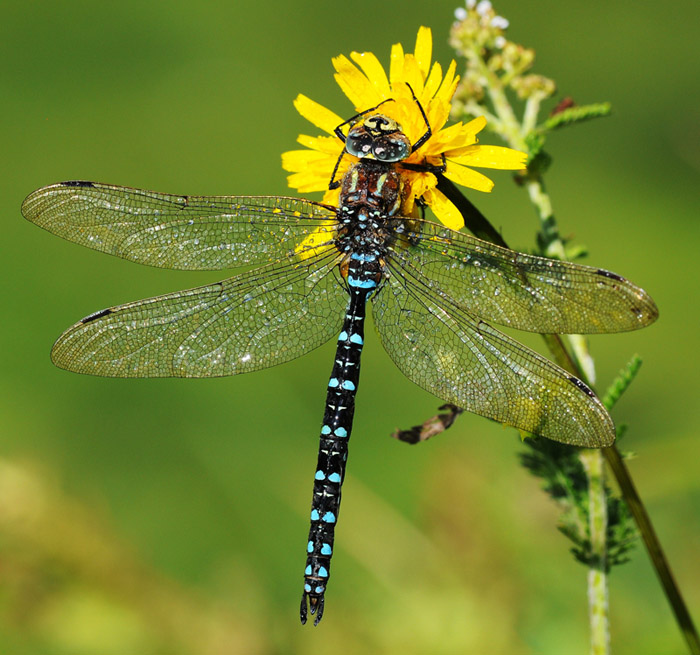 DSC_2399.JPG