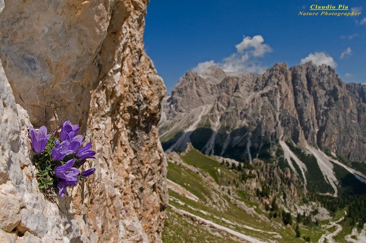 Campanula-morettiana-(3).jpg