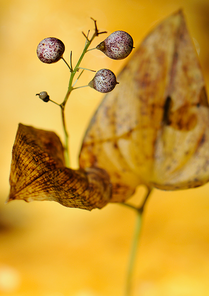 Maianthemum bifolium.jpg