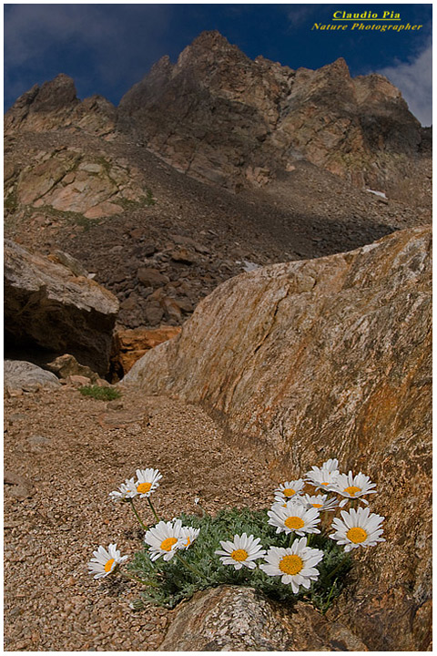 Leucantemopsis alpina.jpg