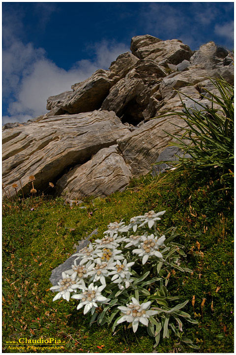 Leontopodium alpinum (2).jpg