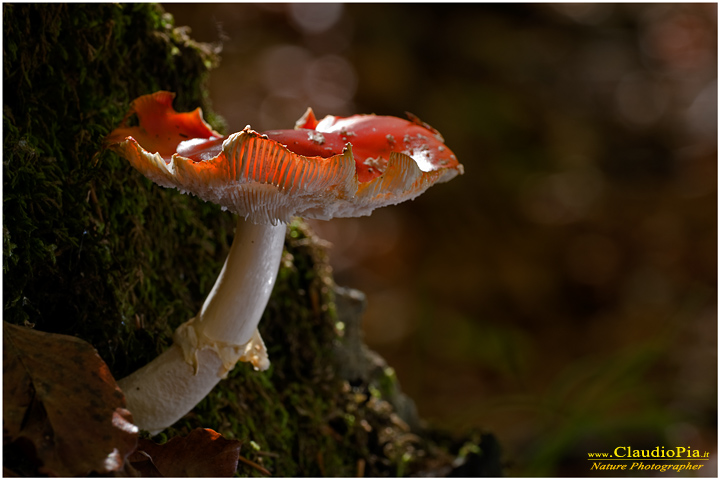 Amanita muscaria (4).jpg