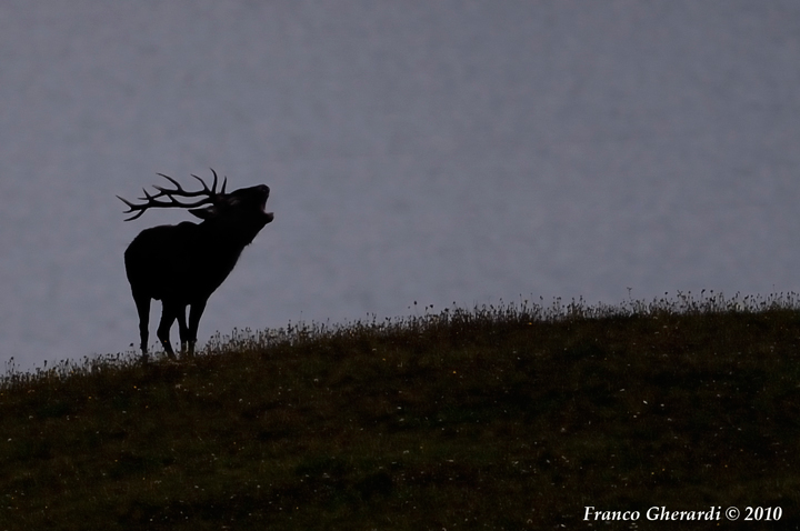 Bramito-in-controluce.jpg